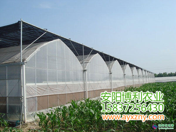 聯(lián)棟大棚2 聯(lián)棟大棚2