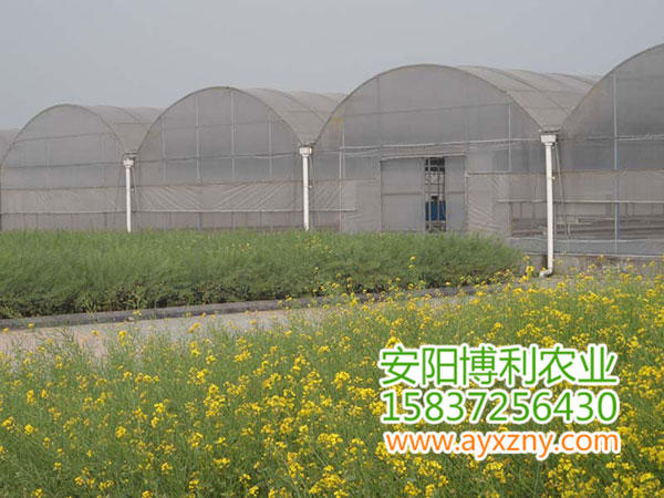 聯(lián)棟大棚7 聯(lián)棟大棚7