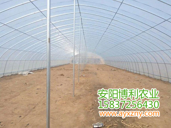 拱棚式蔬菜大棚10 拱棚式蔬菜大棚10