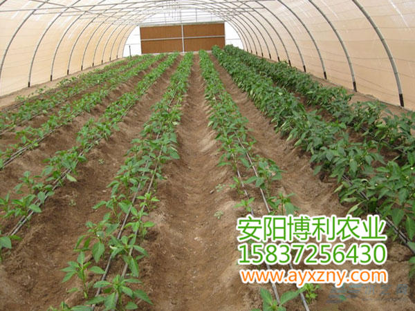 拱棚式蔬菜大棚11 拱棚式蔬菜大棚11