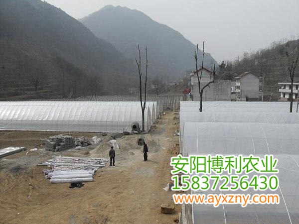 拱棚式蔬菜大棚15 拱棚式蔬菜大棚15