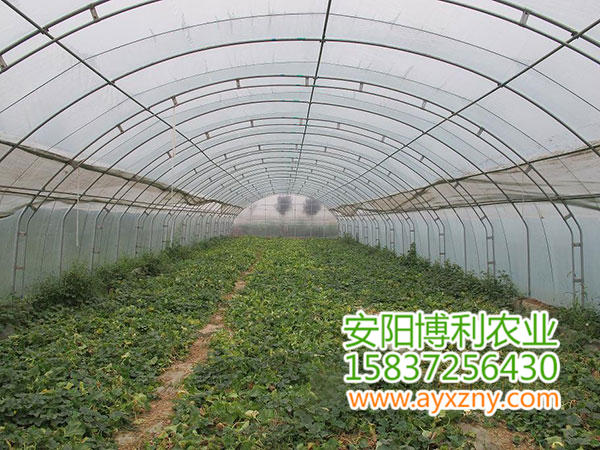 拱棚式蔬菜大棚17 拱棚式蔬菜大棚17