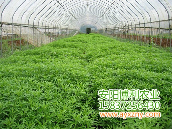 拱棚式蔬菜大棚19 拱棚式蔬菜大棚19