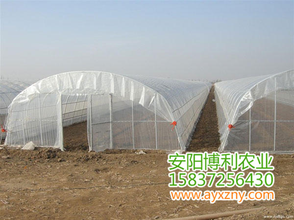 拱型蔬菜大棚22 拱型蔬菜大棚22