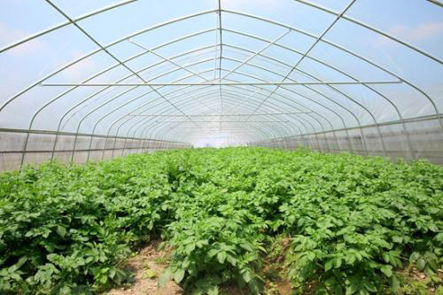 蔬菜大棚 蔬菜大棚