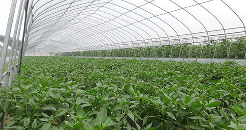 蔬菜大棚 蔬菜大棚