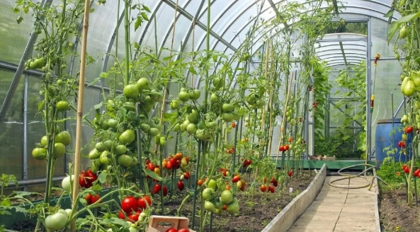 大棚小知識：低溫雨雪天，大棚蔬菜該如何防凍？